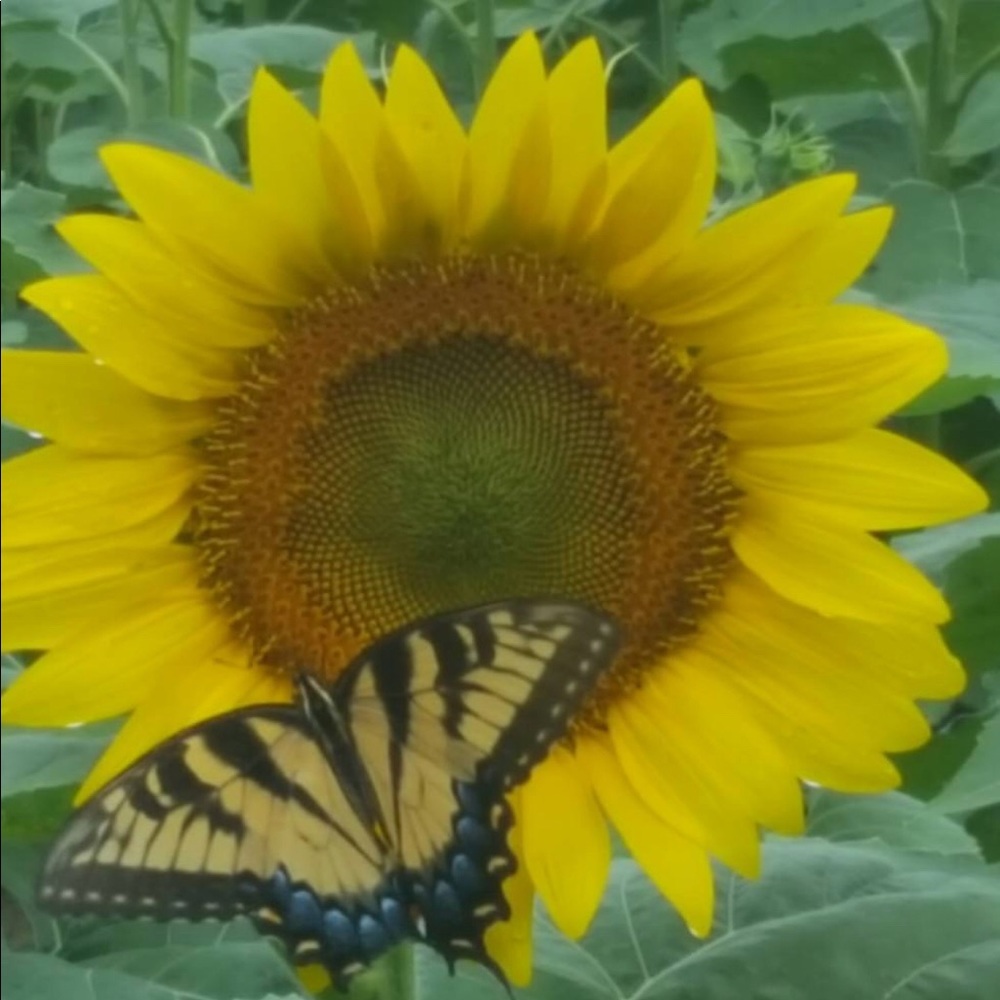 Meet your Posher, Pam